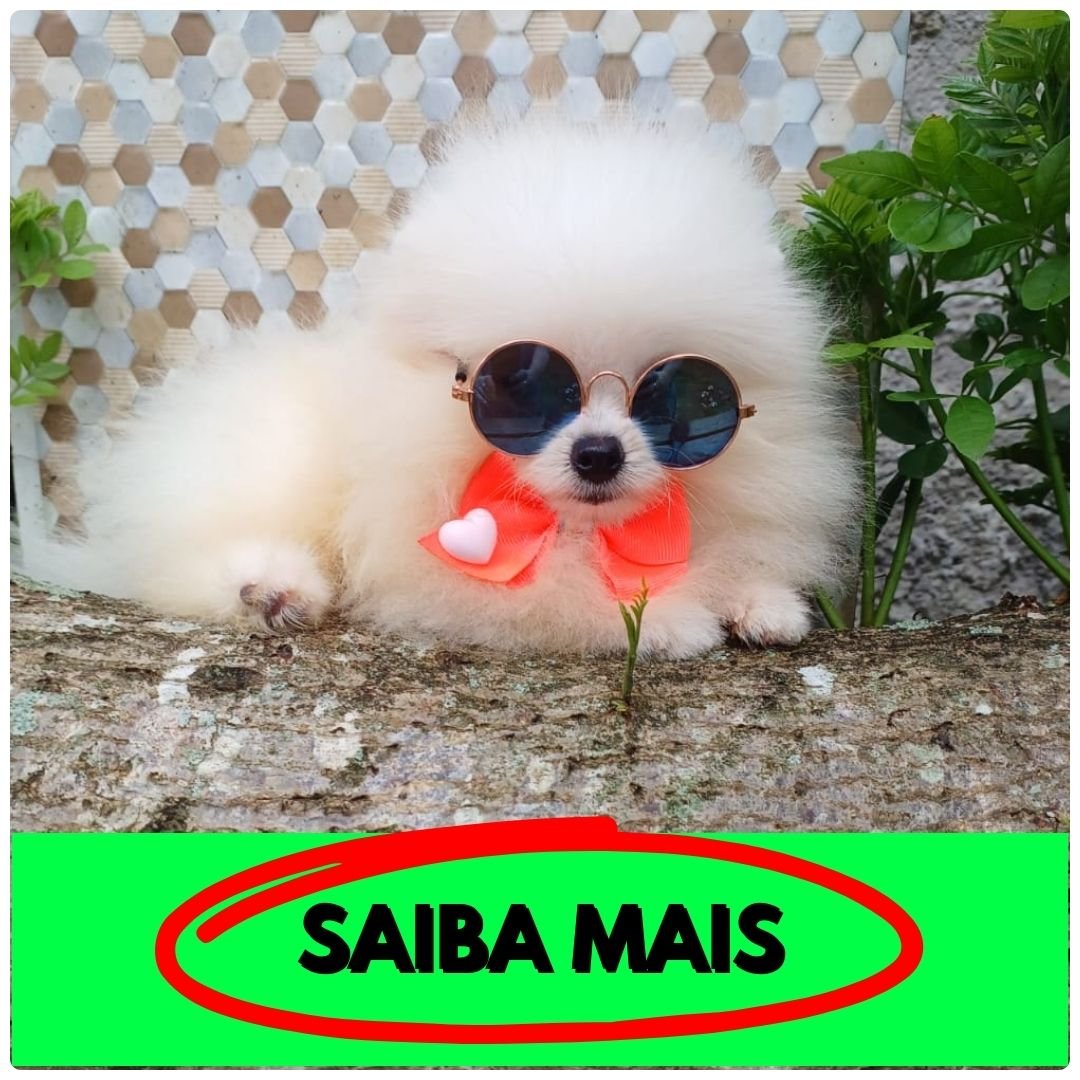 Lulu da Pomerânia