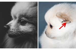 20 Fatos Surpreendentes sobre o Lulu da Pomerânia