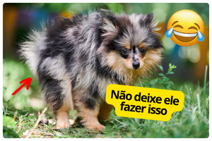 Como Cuidar do seu Lulu da Pomerânia: Guia Completo