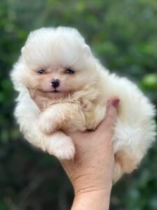 Lulu da Pomerânia