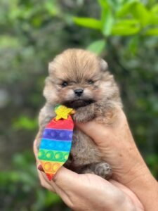 Lulu da Pomerânia